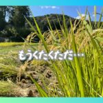 都田のスローライフを楽しむ ✩ 稲刈りに3日かかる生活！