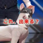 動物モノマネ、実はなかなか凄い事してるって知ってた？