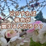 紅白に咲き分ける花梅の紅の色みが減っている理由を探る