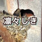 燕の子育ては夫婦でやるのが当たり前と思っていたけれど