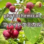 更年期だからこそ楽しむ手作りジューンベリーシロップ！
