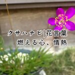 クサハナビが咲いた日に自分の内なる情熱を確かめてみた