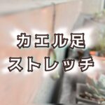 擬態するカエルが教えてくれた人間にもある「緩める力」