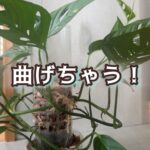 ｢曲がる｣ってそんなに大切なの？葉っぱが巨大化する秘密