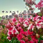 過去の失敗から学ぶ、「サルスベリ」の強さとしなやかさ