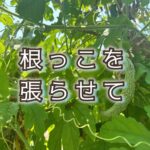 きれいな花を咲かせ実を結ぶために「根」を育てていく！