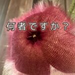「何者にもなれなかった」わたしが見つけた小さな幸せ。