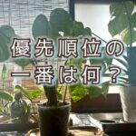 重要で緊急なのに、なぜか観葉植物を植え替えていた話。