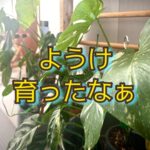 今年の漢字は「熊」その中でわたしが一年育ててきたもの