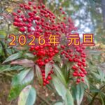 並足で迎えたうま年を５５(ゴーゴー)でときどき駆け足