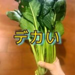 スーパーの小松菜とうちの小松菜が「同じ名前」の不思議