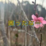 まだ手をつけていない梅の木と、わたしの「困ったな！」