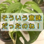 日本語で「マドカズラ」呼び方が変わると見え方も変わる