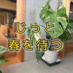 元気がないように見える時期は、回復に専念している時間