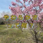 体のやわらかさは「潤い」で決まる？〜循環と滑走の話