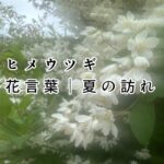 季節と体と好きなことと「決めない」という選択