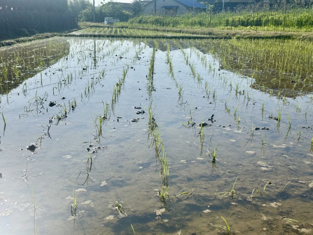 2026.5.24 田植えの翌朝