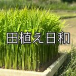 田植えって、実はかなりスパイダーマン！