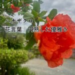 「アラフィフ向け」を見て、焦ってしまった話
