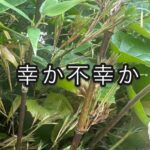 花をつける植物たちと、家の気配