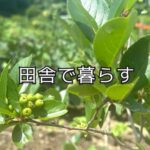 高級車と軽トラのあいだで、わたしが考えたこと