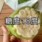 「白いとうもろこし」を冷やして食べる理由