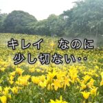 一面に咲きほこる百合の花を見ながら感じた命の時間