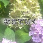 紫陽花は、満開のあとが美しい！