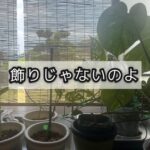 大人の楽しみの一つには「育てる」という時間