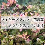花は、そこでずっと咲いていたのかもしれない