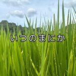 いつの間に、こんなに大きくなったんだろう。