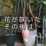 美人さんは、また誰かのところへ