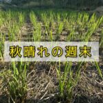 わらの家を建てるにも、大変だっただろう！